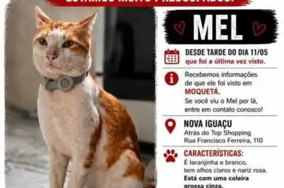 Gato desaparecido Macho (brl002948) - photo
