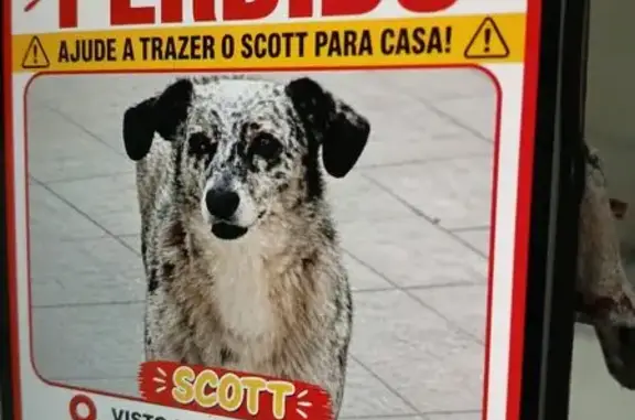 Cachorro perdido (brl002950) - photo