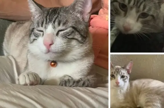 Perdido gato masculino, Benica...