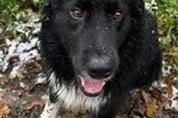 Chien perdu Rémalard, photo : Chien perdu mâle, Rémalard en Perche, Rémalard — border collie x berger belge, pucé