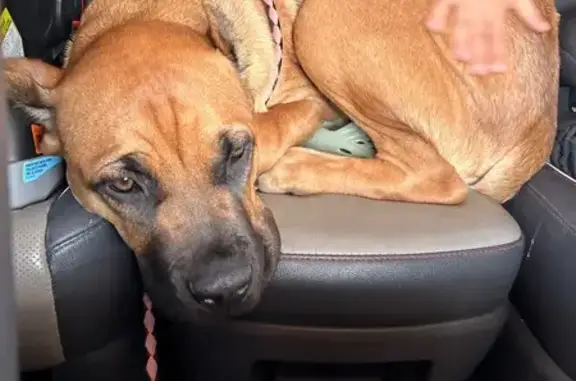 Missing dog Eagle, photo: Lost dog, Eagle Island State Park, Eagle - female puppy