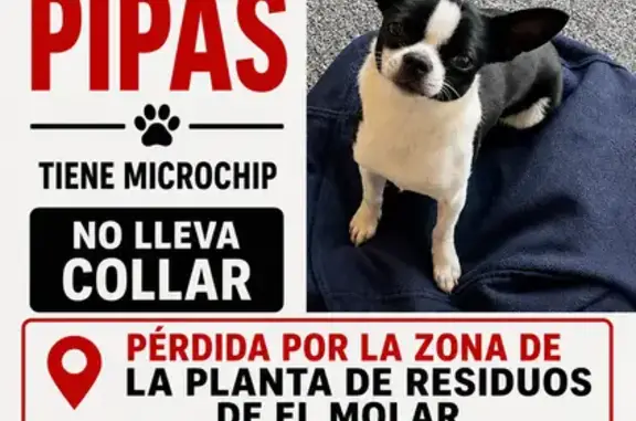 Perro perdido hembra, Diseminado Casilla Cm, 60A, Tres Cantos - photo