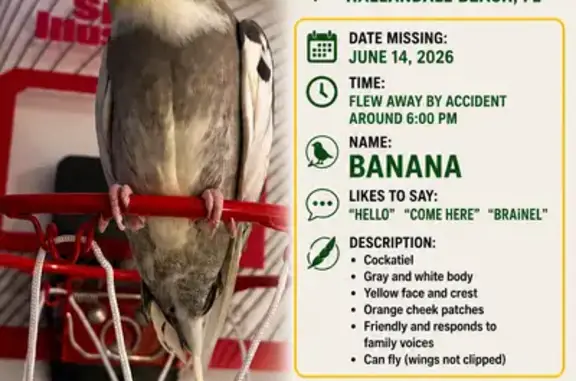 Lost pets Arlington, photo: Lost bird, Hallandale Beach, Florida, Arlington