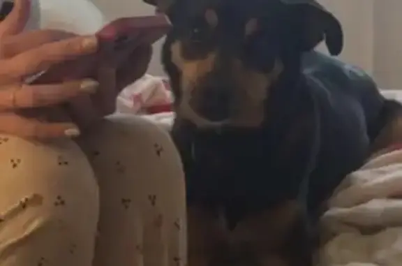 Missing dog Kingsport, photo: Lost dog, Old Beason Well Road, 536, Kingsport - female