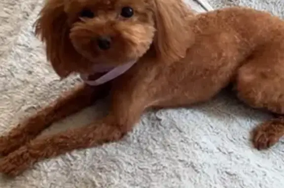 Lost dog, female, Utica Ave / Caroll St, Manhattan - small light brown poodle - photo