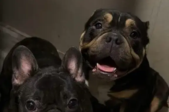 Lost pets St. Hedwig, photo: Lost dog, Adkins, Texas, Austin - male, black with brindle brown coloring on his back