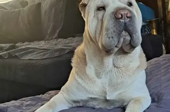 Lost dog, Stones Dairy Road, 1224, Fieldale - beige, Shar-Pei, no collar - photo