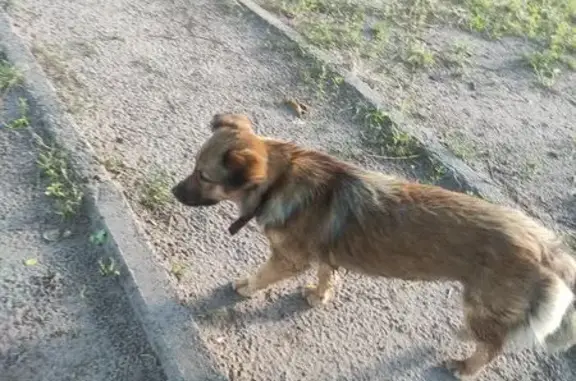 Знайдена собака, вулиця Рустав...