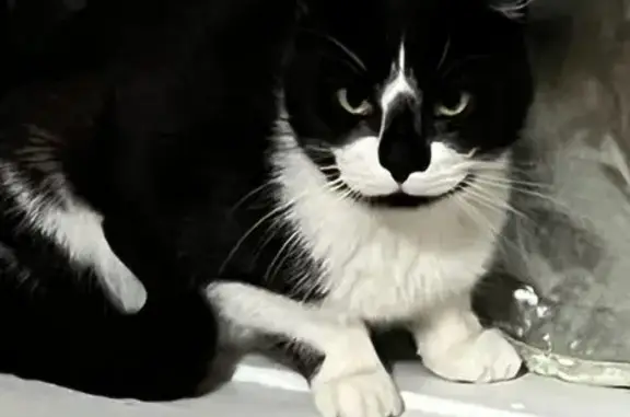 Lost cat, Inland Road, Sutton Coldfield - male, green eyes, white moustache - photo