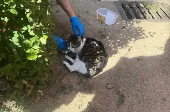 Búsqueda de mascotas, foto: Encontrado gato en Plaza San Juan de Covas, Alcorcón, Madrid - blanco y atigrado, le falta una patita