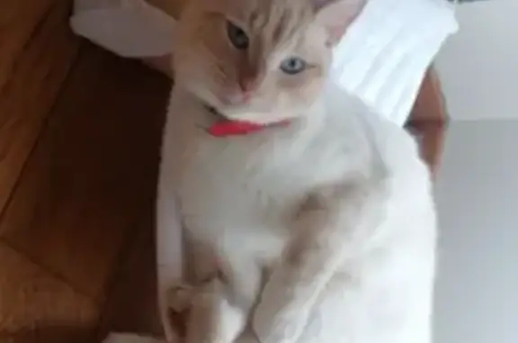 Chat perdu mâle, Les Landes, 2, La Chapelle-Heulin, Nice — blanc et beige, yeux bleus - photo