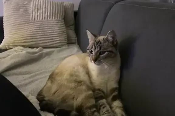 Chat perdu, femelle, Rue Elsa Triolet, Damparis, Strasbourg - oreille légèrement coupée - photo