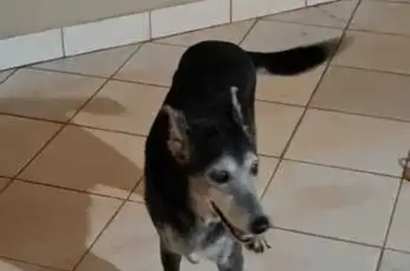 Preto, pelagem grisalha no focinho e peito. Idoso, precisa de cuidados