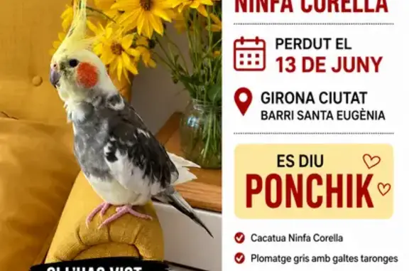 Perdida ave macho, Passeig d'Olot, Gerona, Salt - loro Ninfa Corella sin un dedo en la patita - photo