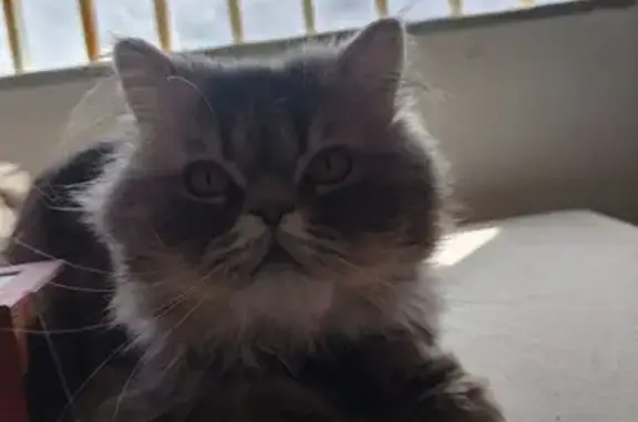 Gato perdido macho, Carrer Per...