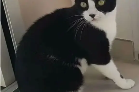 Animaux perdus et trouvés Fréjus, photo: Chat perdu mâle, Chemin du Baguier, 450, Draguignan, Fréjus - poils courts noir et blanc