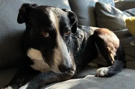Lost dog, East 13th Avenue, 304, Eugene - female, small border collie mix - photo