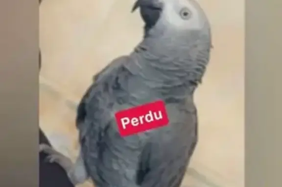 Animaux perdus et trouvés Paris, photo: Perdue oiseau, Arnouville, Paris - perroquet gris Coco