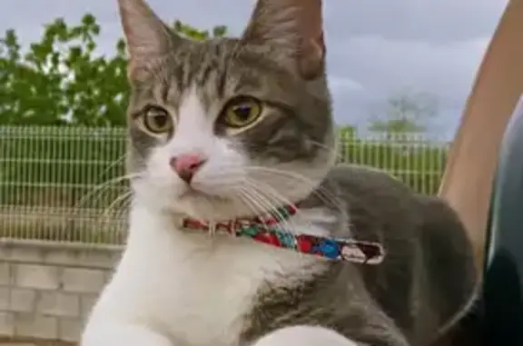 Gato perdido macho, Avenida Valle de Mexicali, 2036, Mexicali - pelaje gris con blanco - photo