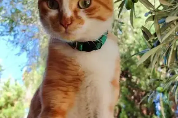 Perdido gato macho, Calle Arre...
