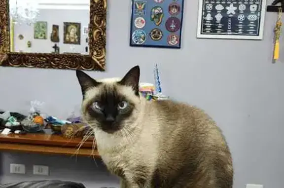 Gato desaparecido Fêmea (brl002955) - photo