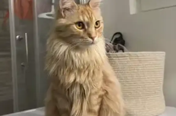 Animaux perdus et trouvés Toulon, photo: Chat perdu mâle, Foyer Résidence le Ressence, 312, Toulon