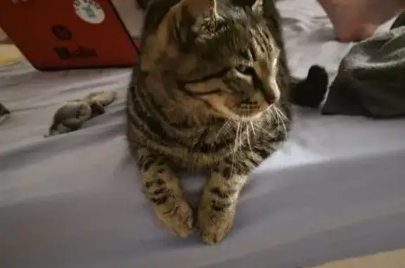Chat perdu mâle, Rue du Portail Neuf, 10, Laure-Minervois - castré, tatoué - photo