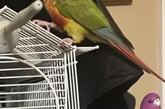 Lost bird, male, Parkridge Dri...