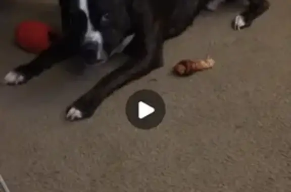 Lost dog, Dewey Avenue, 1745, Cincinnati - male pit terrier named Stitch - photo