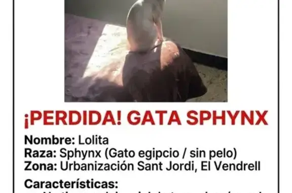 Perdido gato hembra, Carrer de...