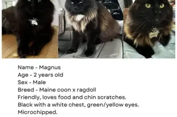 Missing cat Sydney, photo: Lost cat, Braeside Street, Ku-ring-gai Council, Sydney - male, microchipped