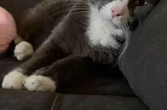 Lost cat, Southeast La Mesa Place, 2519, Gresham - male, gray and white, indoor/outdoor - photo
