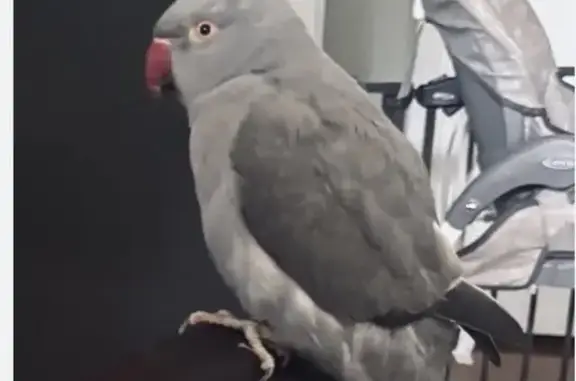 Missing bird Male, Royal Palm...