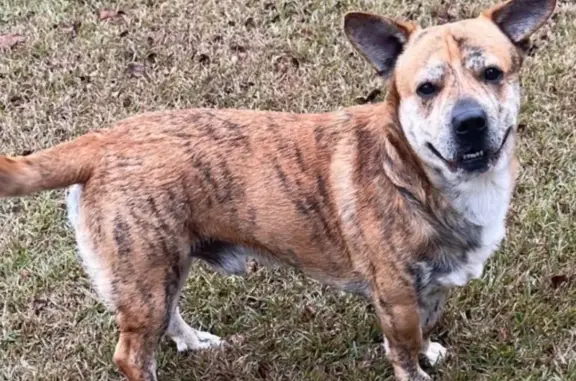 Lost dog, Tahoe Drive, 2517, Mobile - male, brindle with white chest - photo