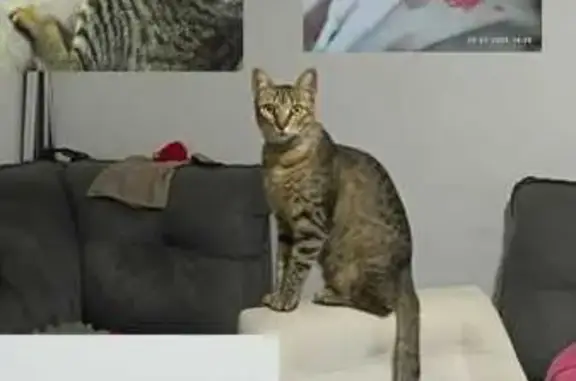Gato desaparecido Fêmea (brl002956) - photo