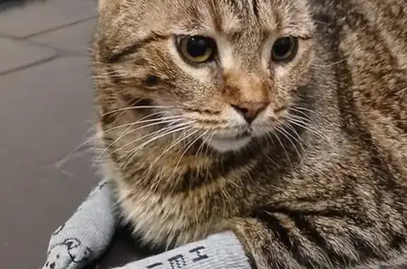 Missing cat Sydney, photo: Missing cat Male, Sydney (al496597)