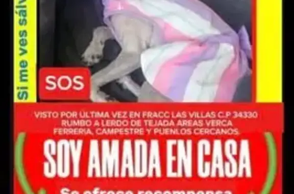 Perdido perro hembra, Periferi...