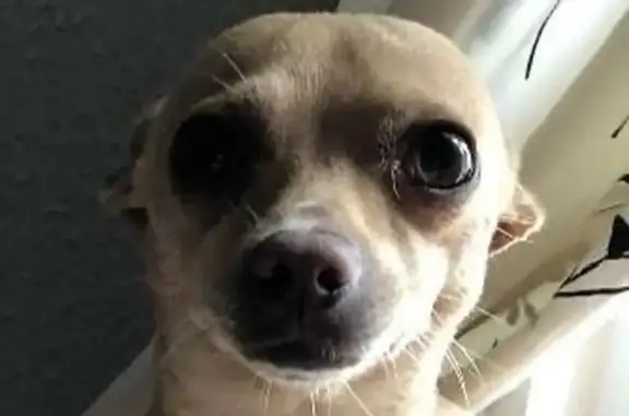 Lost dog, West Legion Street, 2538, Milwaukee - male chihuahua - photo