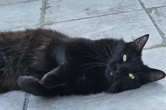 Chat perdu, Rue Jules Guesde, Rosny-sous-Bois - femelle à poils longs - photo