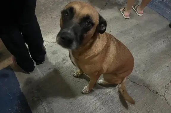 Búsqueda de mascotas, foto: Perro encontrado macho, Lago Alberto, 369 PB, Polanco - color café claro canela