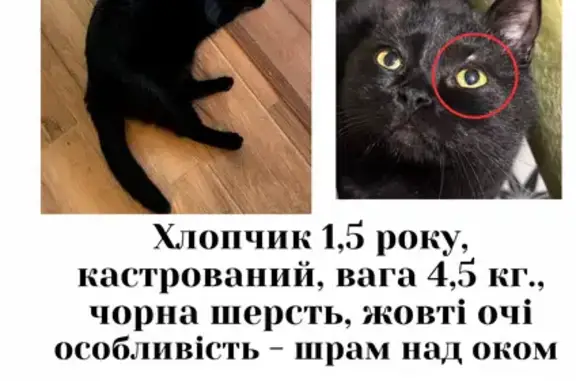 Зникла кішка, Райдужна вулиця, Димерська селищна громада, Дудки — чорний котик Вуглик, 1,5 року - photo