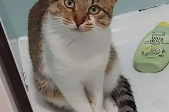 Chat perdu mâle, Rue du Couvent, Bayonne - tigré gris marron blanc - photo