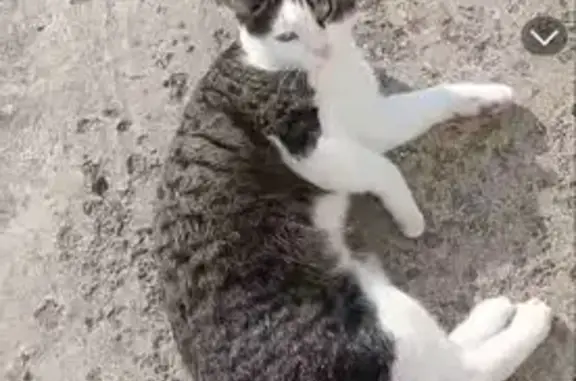 Chat perdu, Neuville-aux-Bois, Centre-Val de Loire, Paris - femelle, tigre blanche, assez sauvage - photo