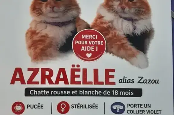 Perdu chat femelle, Rue du Bois, 92, Cherbourg-en-Cotentin, Paris - chatte rousse et blanche - photo