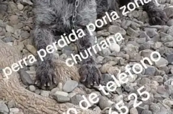 Perdido perro hembra, Málaga, Andalucía, Madrid - photo