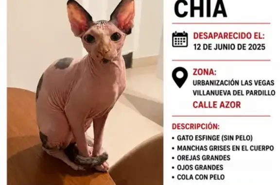 Perdido gato hembra en Calle A...