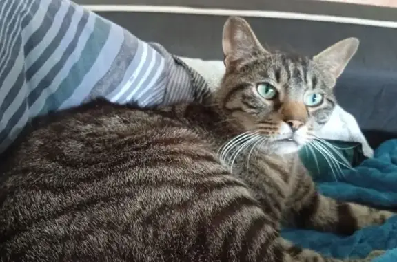 Animaux perdus et trouvés Faches-Thumesnil, photo: Chat trouvé mâle, Rue Jean Baptiste Clément, 1, Faches-Thumesnil - yeux verts