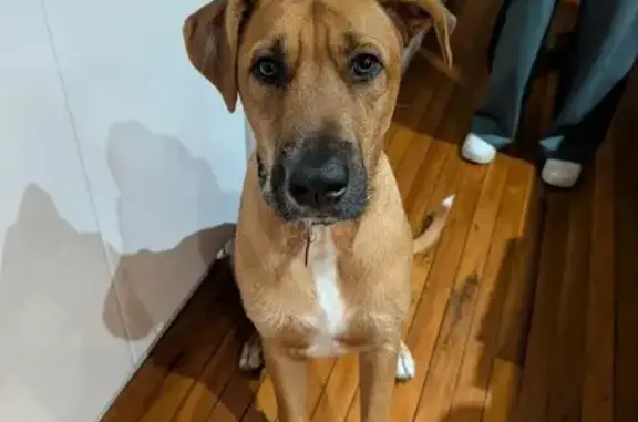 Lost dog, Tesch Road, 11, City...