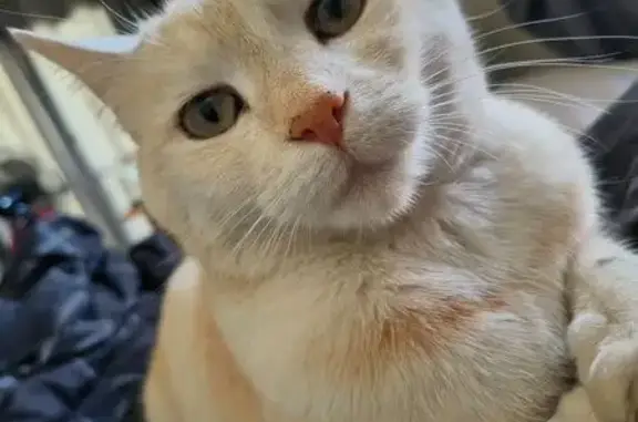 Lost and found pets South Africa, photo: Lost cat, female, Dougall Street, Pretoria, Johannesburg - cream/white coat with beige stripes