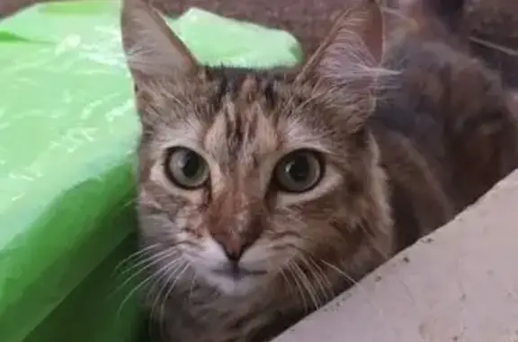 Gato desaparecido Fêmea (brl002957) - photo